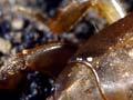 New Zealand mole cricket