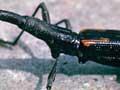 Male giraffe weevil