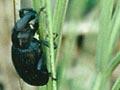 Speargrass weevil