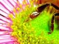 Honey bee