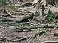 Damaged and undamaged forest