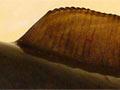 Shortfinned and longfinned