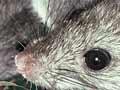Ship-rat nest