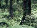 Red beech forest