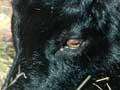 ‘Judas goat’