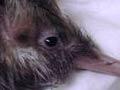 Rowi chick