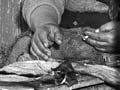 Preparing eels