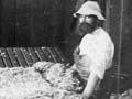 Sheep shearing