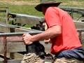 Sheep farming