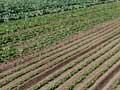 Market gardening