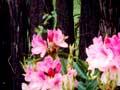 Ponga fence 