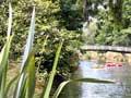River planting, Christchurch