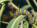 Brown soldier bug