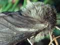 Ghost moth 