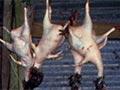 Weka harvest