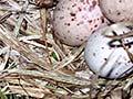 Weka nest and eggs