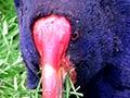 Takahē eating introduced grasses 
