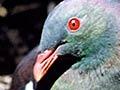 Kererū on nest