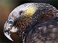 North Island and South Island kākā