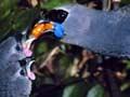 Kōkako feeding chicks