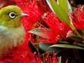 Silvereye