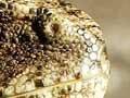 Cuvier Island tuatara