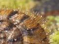 Land snail <em>Suteria ide</em>