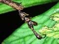 Stilbocarpa weevil, Snares Island