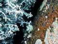 Lichens