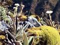 Alpine plants 