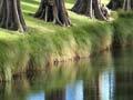 Native replanting