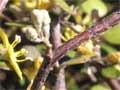 Divaricating shrub