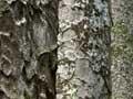 Kauri 