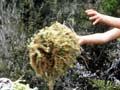 Sphagnum harvest