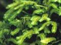 New Zealand’s longest liverwort