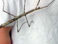 Bristly stick insect