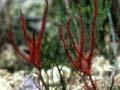 Sphagnum moss 