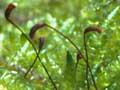 Branching moss 