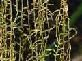 Hanging moss 