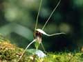 Spider orchid 