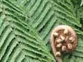 Silver fern koru