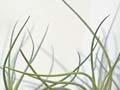 Quillwort 