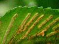 Shining spleenwort