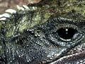Tuatara