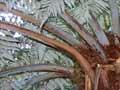 Silver fern 
