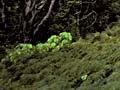 Bracken on hillside