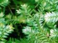 African clubmoss