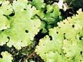 Foliose lichen 