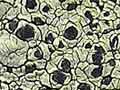 Alpine lichens (Ist of 2)