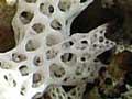 Lace lichen 
